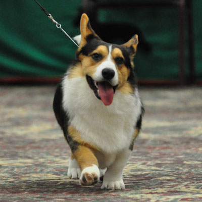 Corgi Rider Arylan Cardigan Welsh Corgis - Rider Page